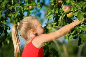 apple picking 1