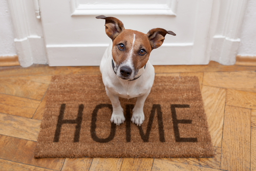 Dog Wants to Go Out, Dog Home