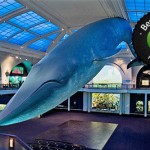 discounts to the American Museum of Natural History