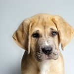 adopting a dog from a shelter