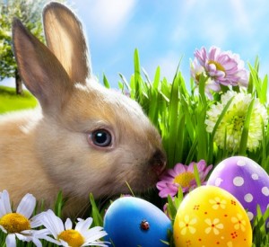 easter, bunny, eggs, spring