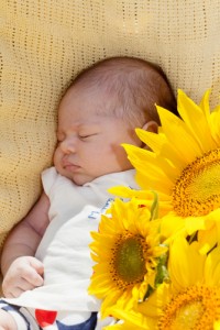 baby sunflowers