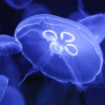 jellyfish, glowing jellyfish