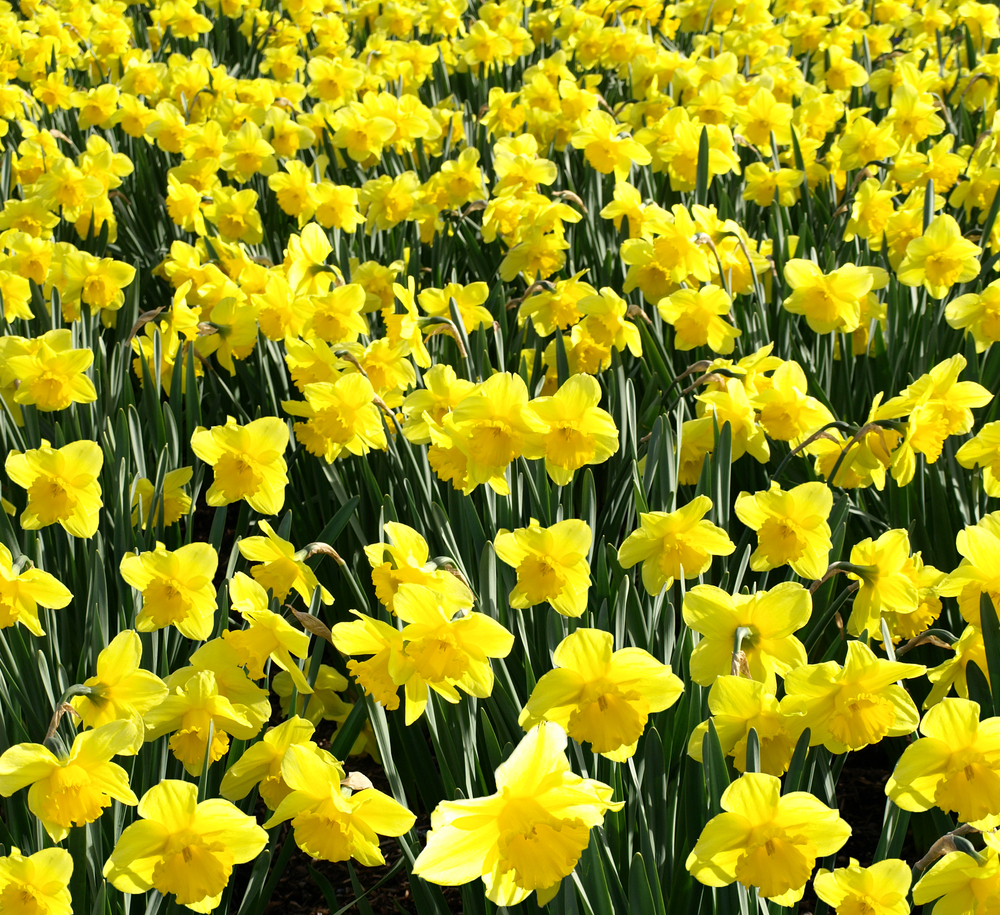 daffodils