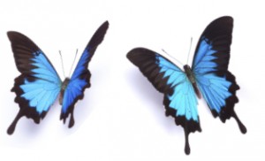 2BlueButterflies