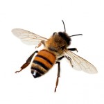 Bee Stings-What To Do When Stung By A Bee