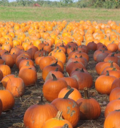 pumpkins_field