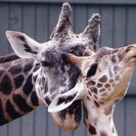 Giraffe Cleveland Zoo