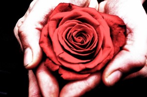 rose_in_the_hands_202283