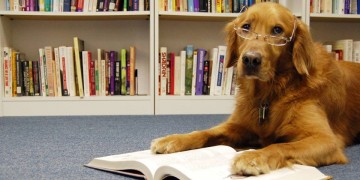 reading dog