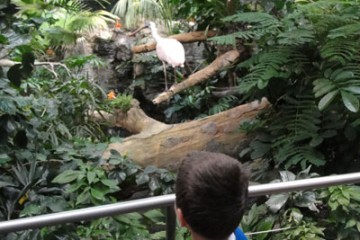 rainforest zoo