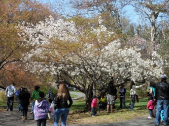 cherry blossoms