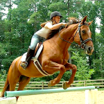 Falcon Camp Horse