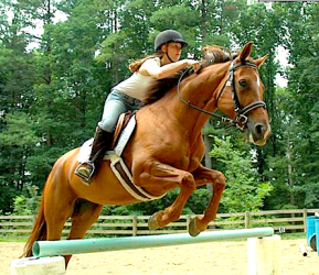 Falcon Camp Horse