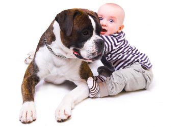 dog and baby