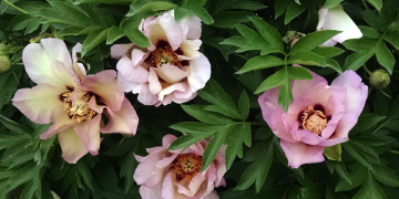 peonies Greenwood Garden