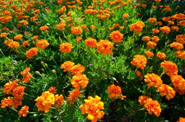 marigolds flowers