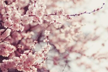 flowering tree