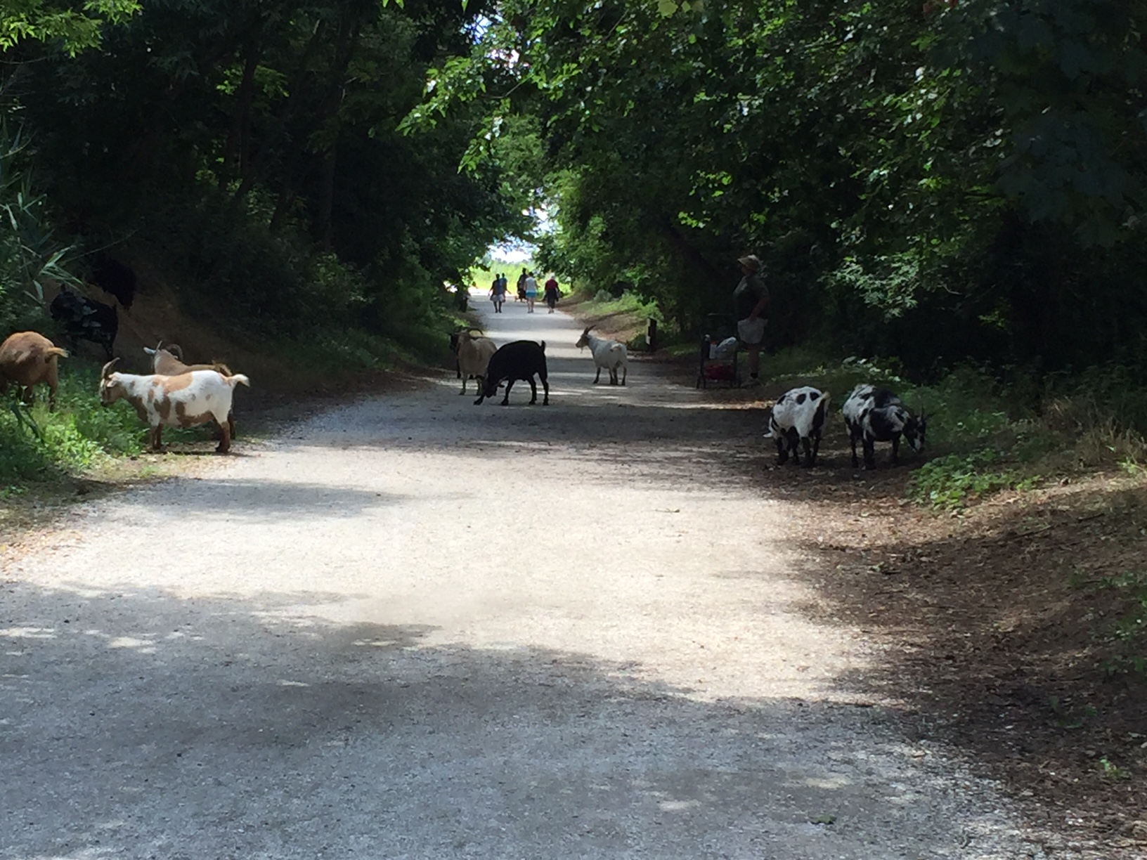 goats road merrick