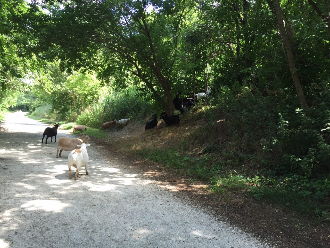 The adorable goats along our path. We felt a million miles away.