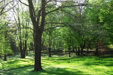 trees park