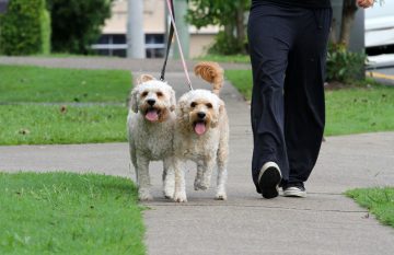 dog walker