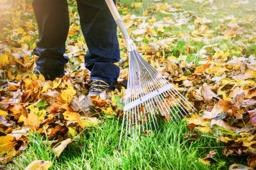 yard work raking leaves