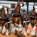 The Clydesdales Are Coming!!!