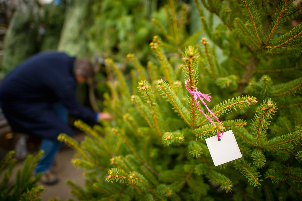 christmas trees