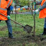 A Tree Planted in your Yard – for free!