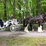 Day Trip: Long Valley’s Clydesdales, Creameries & Brews