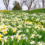 Come See Over 50,000 Daffodils in Summit!