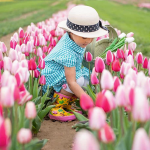 Tiptoe thru the (8,000,000) Tulips: Definitely an Insta-Worthy Moment