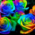 Science Fair Project: Rainbow Roses