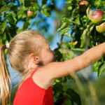 Apple-Picking Season