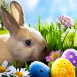 easter, bunny, eggs, spring