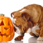 How to Ensure a Safe, Unscary Halloween for Your Pup
