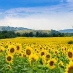 Sussex County Sunflower Maze