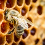 Where to Learn About Beekeeping