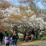 See New Jersey’s Cherry Blossoms