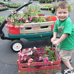 Where to Buy Ohio plants, perennials, annuals, herbs