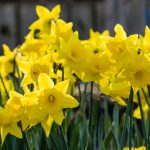 Celebrate Spring with Daffodil Day!