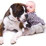Babies & Dogs 101