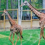 Welcome the Newest Additions to Turtleback Zoo.