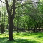 Recognized for 27 Years as a Tree City USA