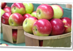 Millstone Creek Orchards – Apple Picking Near Raleigh!