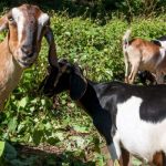 “Green Goats” help Celebrate Fall at the Arboretum