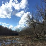 The Christmas Bird Count