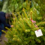 Ramsey Boy Scouts’ Christmas Tree Sale