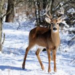 Deer Management taking place in local parks